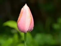 Regentropfen_0013.webp