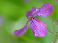 Regentropfen_0015.webp