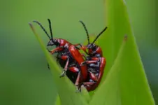 Lilienhähnchen_4177-2.webp