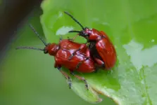 Lilienhähnchen_4184-2.webp