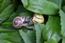Schnecke_1543.webp