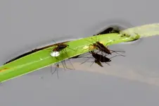 Wasserläufer_4011.webp
