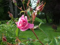 SAM_3908.webp