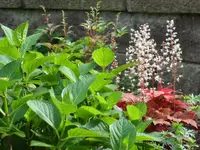 SAM_3919.webp