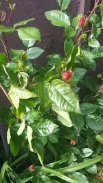 Augusta_Louise.webp