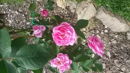 Gertrude_Jekyll_die_Kleinere.webp