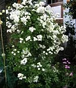 IMG_1327-001.webp