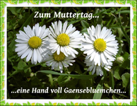 Copy of Gaensebluemchen bt.webp