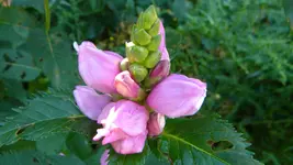 DSCN3580.webp