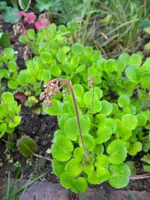 DSCN7980.webp