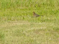P1010613.webp