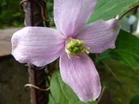 P1010615.webp