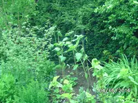 Sonnenblumen.webp