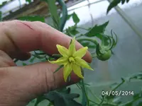 Blüte Mortgage Lifter.webp