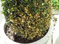 SAM_3878.webp