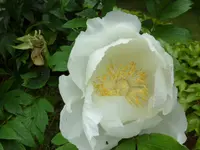 SAM_3892.webp