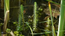 tannenwedel.webp