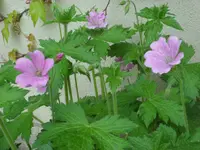 SAM_3887.webp
