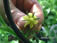 Blüte Marglobe.webp