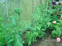 Tomaten (2).webp