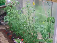 Tomaten (3).webp