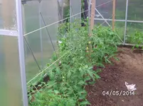 Tomaten.webp