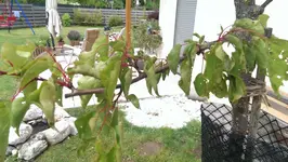 IMAG0563.webp