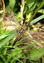 Libelle.webp