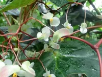 CIMG7540.webp