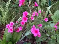 Azalee.webp