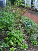 Beet vorn5.webp