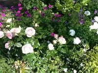 Rosen.webp