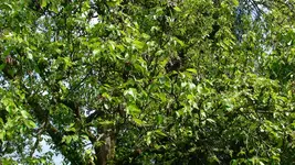 DSC00210.webp