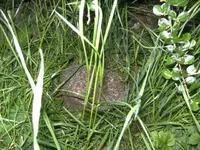 BILD2799.webp