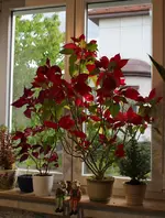 weihnachtstern.webp