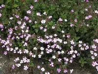 BILD2809.webp