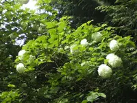 BILD2821.webp