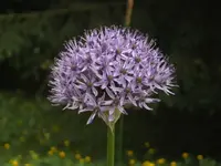 BILD2815.webp