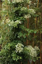 Kletterhortensie.webp