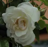 Kletterrose_140511.webp