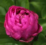Pfingstrose 140511.webp