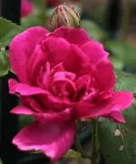 Pink cloud_140511.webp