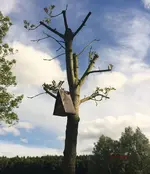 G_Baum_gemeineEsche_Schaukel_Vogelhaus__11.05.2014_mr.ditschy.webp