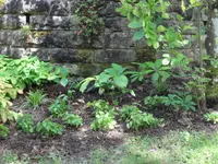 SAM_3934.webp