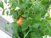 SAM_2147.webp
