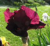 IMG_4755A.webp