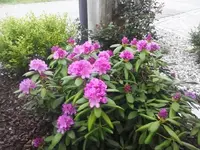 Rhododendron groß.webp