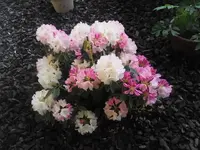 Rhododendron klein.webp