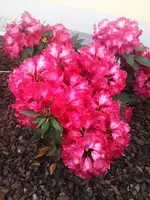 Rhododendron mittel.webp