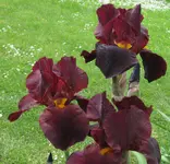 IMG_4762A.webp